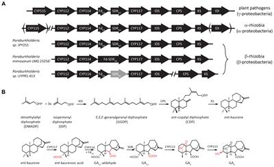 A Third Class: Functional Gibberellin Biosynthetic Operon in Beta-Proteobacteria